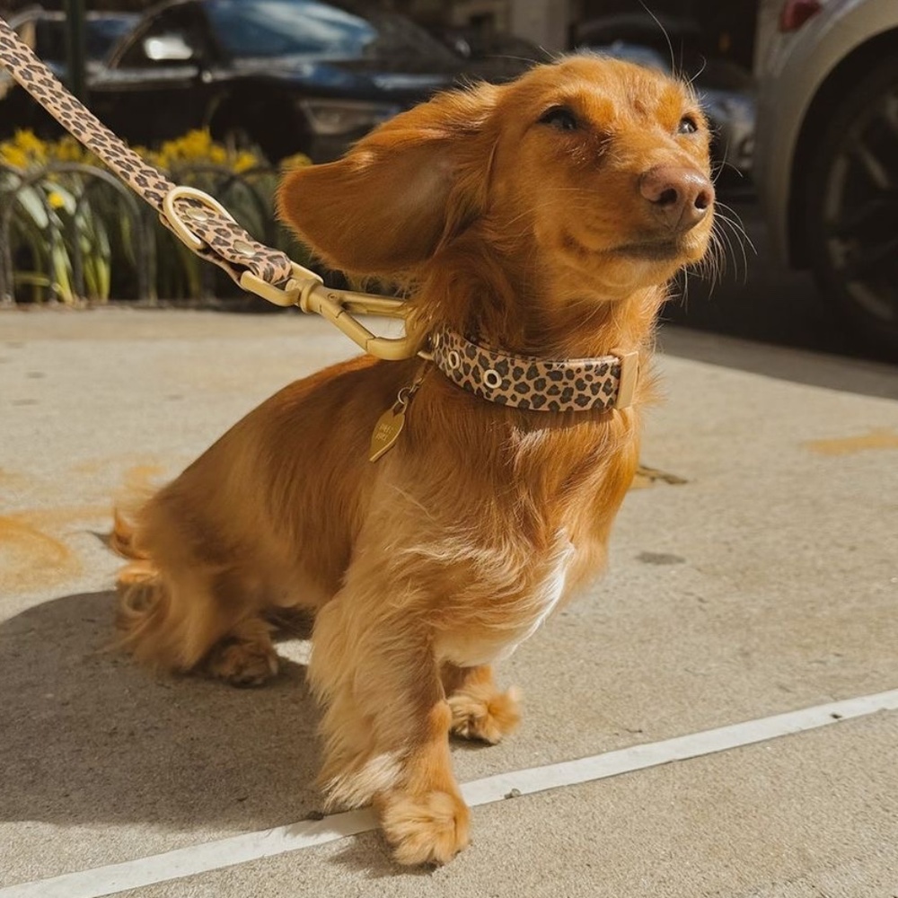 Wander! Multiway Waterproof Leash Leopard NEW